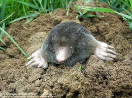 La Recette De La Pate A Modeler 100 Naturelle Astuces De Grand Mere Jardins Astuce Jardin Jardinage