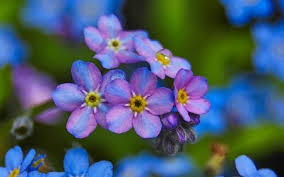 Once established, water three times per week Forget Me Not Flowers A Variation In Color Might Be Cool For A Tattoo I Wonder If This Is A Real Variety Or If I Forget Me Nots Flowers Forget Me Not Flowers