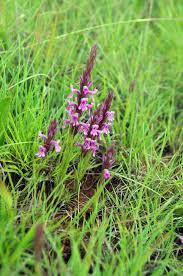 Image result for Striga bilabiata