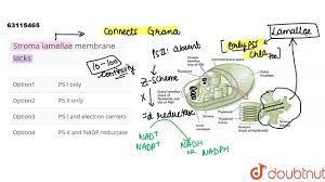 Stroma Lamellae Membrane Lacks Youtube