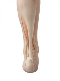 Le tendon d'achille est souvent désigné comme étant le tendon le plus long, fort et épais de tout le corps humain (bianchi et martinoli, 2007): Tendinite Et Douleur Du Tendon D Achille Kinesitherapie Conseils Sport Fitness Bien Etre