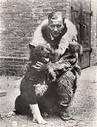 Risultati immagini per balto cane vero foto