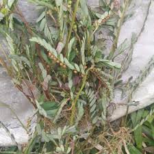 Kami sudah melakukan ujian makmal dan mendapati kompaun bioaktifnya (phyllanthus watsonii) sangat bermanfaat untuk kesihatan, katanya. Dukung Anak Khasiat