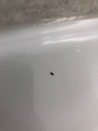 tiny bug in bathroom ask an expert