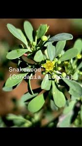 Image result for Justicia striolata