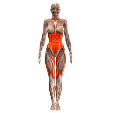 Browser Not Supported Yoga Anatomy Hatha Yoga Sequence Yoga Muscles