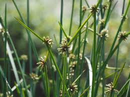 Image result for Schoenoplectiella mucronata