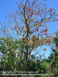Image result for Erythrina sp. 1