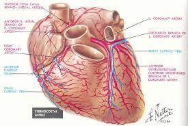 Pedi Cardiology Anatomy Coronary Veins Coronary Arteries Coronary Arteries Coronary Arteries