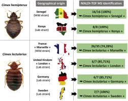 Image result for Cimex Lectularius L