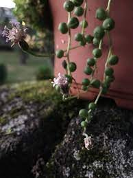 pin on succulent life wall planters ikea