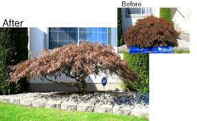 Japanese maples are the most desirable garden trees that exist. Specialty Pruning Pruning Japanese Maples Japanese Tree Japanese Maple Tree