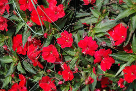 Check spelling or type a new query. Sunpatiens Compact Red New Guinea Impatiens Impatiens Sunpatiens Compact Red In Richmond Fairfax Loudoun Prince William Fredericks Virginia Va At Meadows Farms Nurseries