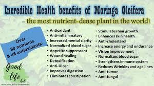 The moringa leaves are nutritionally very rich, leaving behind carrots, oranges and even milk in terms of nutrition value. Moringa Health Benefits How To Make Moringa Leaf Powder At Home Moringa Leaf Powder Health Benefits How To Increase Energy