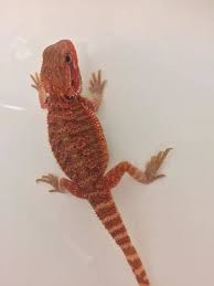 3 to 10 years with proper care. Red Bearded Dragons For Sale Baby Red Bearded Dragon For Sale Near Me