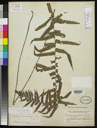 Image result for Christella gueinziana