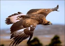Enjoy Free 44 Bonus On Services At Oranum Special Bonus 70 Off Your Order And Free 10 Minute Phone Reading For New Members Bald Eagle Birds Of Prey Animals
