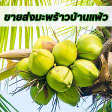 เยี่ยมสวนมะพร้าวน้ำหอมส่งนอก 60 ไร่ สร้างอาชีพยั่งยืนนานกว่า 20 ปี ปลูกแตงกวาไร่เดียว ฟันเงินกว่า 70,000 ลงทุนแค่ 13,000 à¸¡à¸°à¸žà¸£ à¸²à¸§à¸™ à¸³à¸«à¸­à¸¡à¸š à¸²à¸™à¹à¸ž à¸§ Home Facebook