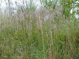Image result for Schizachyrium jeffreysii