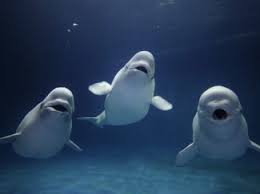 Mengenal Biota Laut: Paus Beluga, si Paus Kepala Melon Halaman 1 -  Kompasiana.com