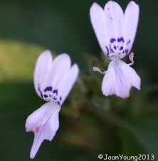 Image result for Hypoestes forskaolii