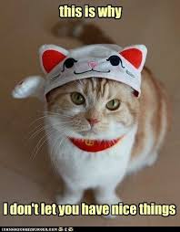 Image 202211 This Is Why We Can T Have Nice Things Crazy Cats I Love Cats Cats