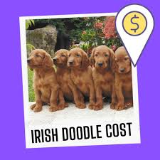 Irish doodle puppies for sale texas. How Much Does An Irish Doodle Cost Puppy Price Guide Oodle Life