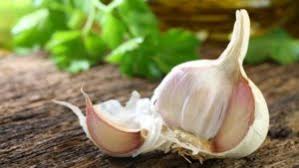 Mozhno Li Sazhat Zimnij Chesnok Vesnoj Klub Organicheskogo Zemledeliya
