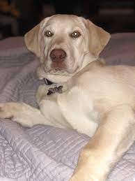 The substance and soundness to hunt waterfowl or upland game for long hours under difficult conditions; Champagne Labrador Retriever Yellow Labrador Puppy Yellow Labrador Puppy Labrador Labrador Retriever
