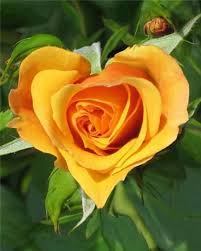 Image result for images of roses