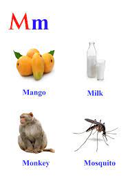 They break down food and help your body get the nutrition and water it need. M Letter Words Kidseasylearn