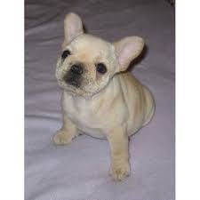 We have the cutest frenchies for you! Risinstarpugs French Bulldog Breeder In Florence Oregon
