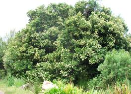 Image result for Olea capensis