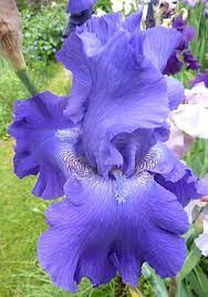 Pin On Iris