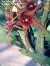 Image result for Orbea caudata