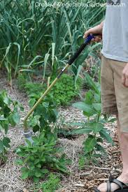 Refer to the chart below write down the watering needs of all of your plants. Creative Vegetable Gardener Secrets To Watering Your Vegetable Garden The Right Way Creative Vegetable Gardener