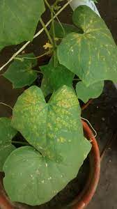 You should first check any apparent pest and disease signs at the upper surface. Cucumber Leaves Started Getting Yellow Patches Gardening Landscaping Stack Exchange