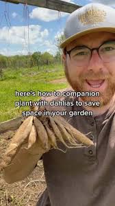 Companion Planting Guide for Dahlias: Goatsbeard and More