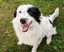12 Imperative Border Collie Training Steps And Commands For Pet Owners Border Collie Puppy Training Border Collie Training Border Collie Dog