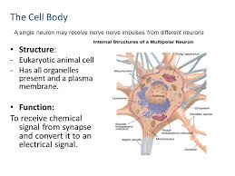 Animal nerve cell structure and function. Nervous System Ppt Video Online Download
