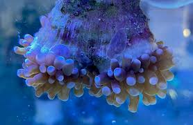 Check spelling or type a new query. Watch Out For A New More Damaging Euphyllia Flatworm Reef Builders The Reef And Saltwater Aquarium Blog
