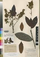 Image result for Magnistipula