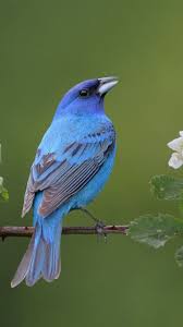 Blue Birds That Look Like Cardinals Pin By Joan Nice On Nature Wonders Pet Birds Blue Bird Bunting Bird