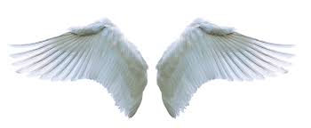 Angel Wings Wings Png Images Transparent Free Download Free Transparent Png Logos