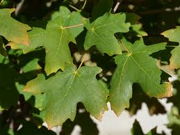 Check spelling or type a new query. Ufei Selectree A Tree Selection Guide