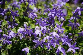 Campanula is easy to propagate by division after new growth appears in early spring. How To Deadhead Campanula Successfully Krostrade