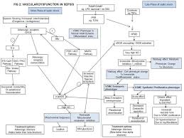 Vascular Dysfunction In Sepsis Normally Alpha Adrenergic