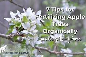 Maybe you would like to learn more about one of these? 7 Tips For Fertilizing Apple Trees Organically For Long Fruitfulness