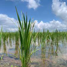 Maybe you would like to learn more about one of these? ç¨²ã¨ã‚¢ã‚¬ãƒ™ Rice And Agave Home Facebook