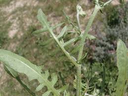 Image result for Crepis urundica